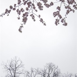Foto im Nebel, Zweige am oberen Bildrand, unten Baumkronen
